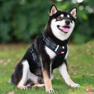 Sangle de poitrine réfléchissante pour chien